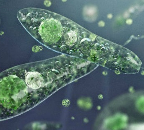 California Academy of Sciences   