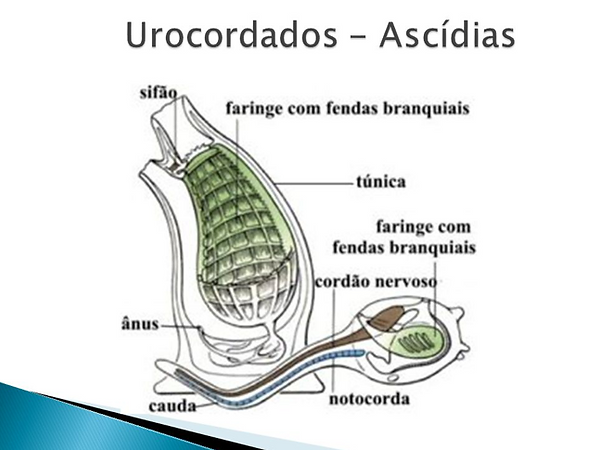 dadsadadsa.png