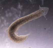 planaria2.jpg.gif