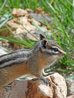 Chipmunk.jpeg