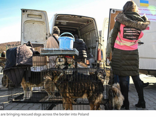 Animal Happenings: A News Roundup