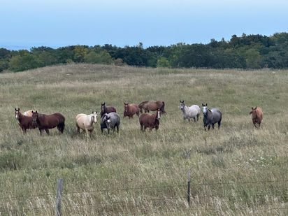 Louise's Utopia: I Don't Want To Ever Hear You Drove Past A Field Of Horses And Didn't Stop