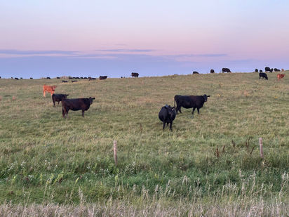Louise's Utopia: The Freedom of Cows And What Is For Dinner