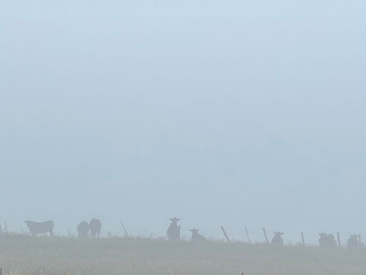 Louise's Utopia: Cows in Clouds