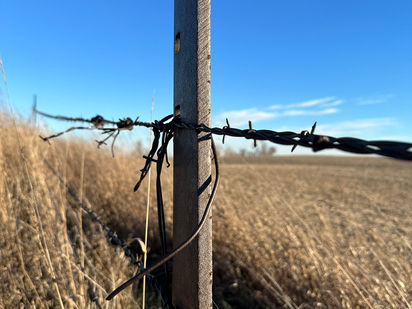 Louise's Utopia: The War Of The Barbed Wire, While I Walked
