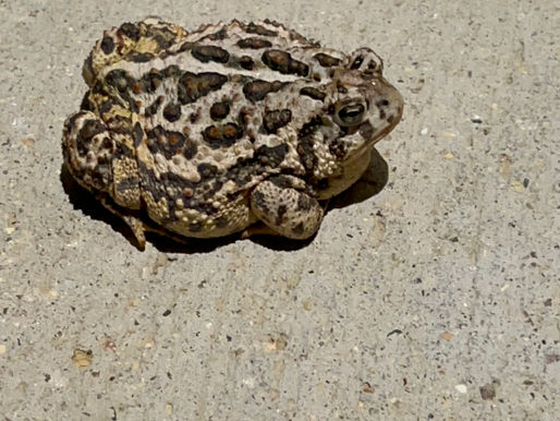 Louise's Utopia: Summer Croak!