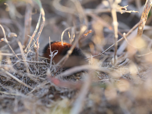 Louise's Utopia: A Day At Coteau Valley Farm and Wooly Bear Caterpillars