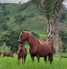 NATURALEZA