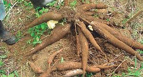 YUCA.jpeg
