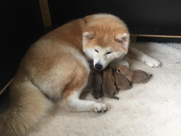 Yes, de puppy's van nest ROKU zijn geboren
