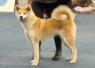 Sumiko Dortmund 2024.png