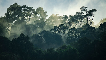 tropical-forest-khao-yai-national-park-thailand-2025-03-25-22-41-05-utc.jpg