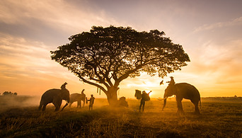 elephants-at-sunrise-in-thailand-2025-03-15-23-05-41-utc.jpg