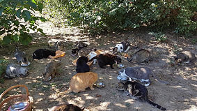 troupeau de chat.jpg
