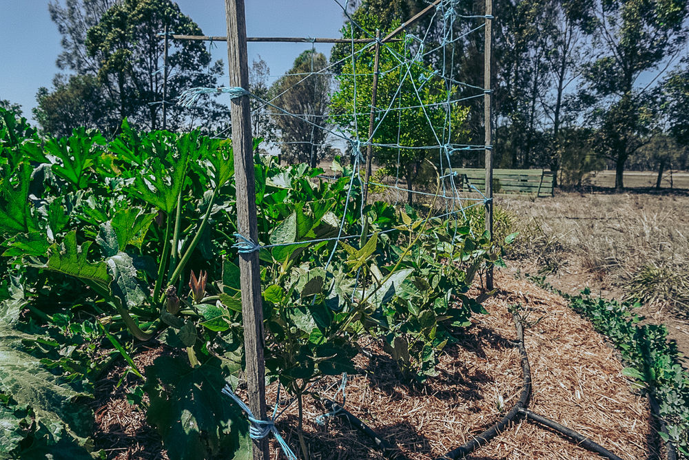 Purple Pear Farm The Talented 'Pear'.