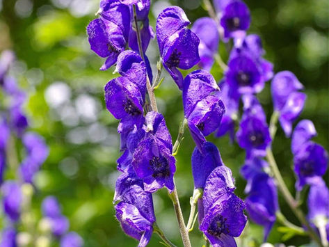 Aconitum (Ranunculaceae)