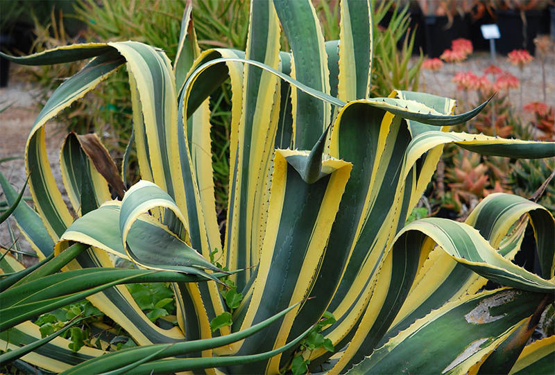 Sculptural silhouette of the marginal American Agave.