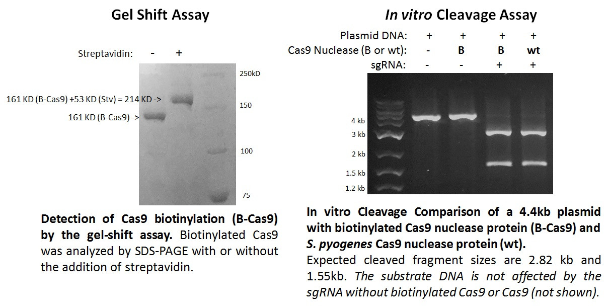 Cas9 Nuclease Nickase D10A