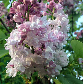 Сирень Красавица Москвы