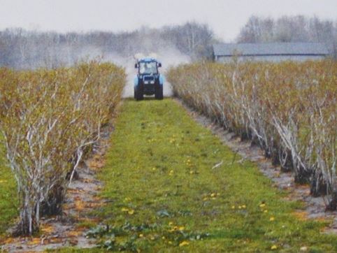 Голубика в Мичигане, США