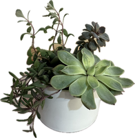 A medium arrangement with succulents.