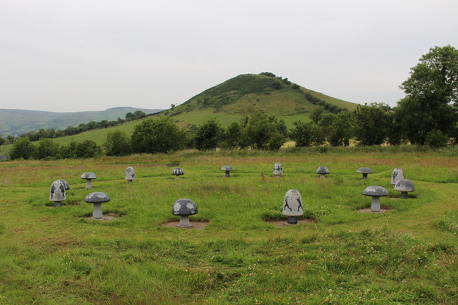 Fairy Ring Of Mushrooms