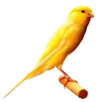 canari gif5.gif