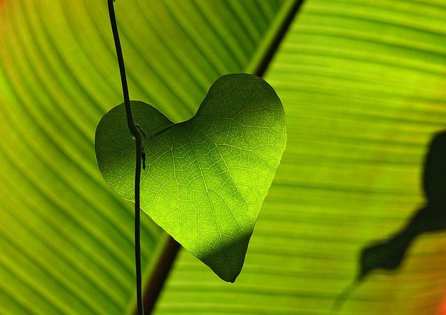 green-547400_640.jpg