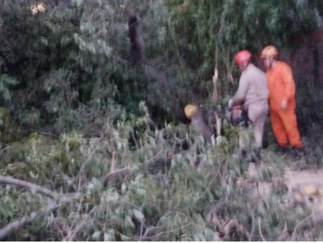Galho de grande porte atinge residência e exige ação dos bombeiros