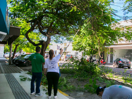 Corumbá avança na organização da arborização urbana com novo plano estratégico
