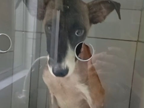 Cachorrinha resgatada pelo Corpo de Bombeiros Militar se recupera bem e está disponível para adoção