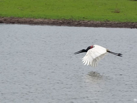 Previsão do tempo: Corumbá, Ladário e Campo Grande, MS - 4 de agosto de 2025