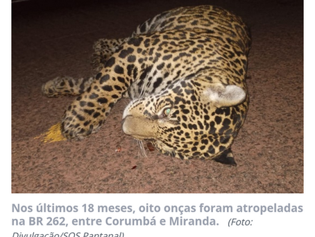 Mortes de onças na BR 262 é resultado da falta de proteção da fauna no Pantanal, diz instituto