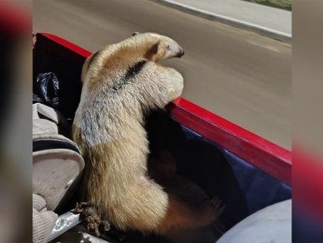 Cercado por cães, tamanduá-mirim é resgatado e devolvido ao habitat natural