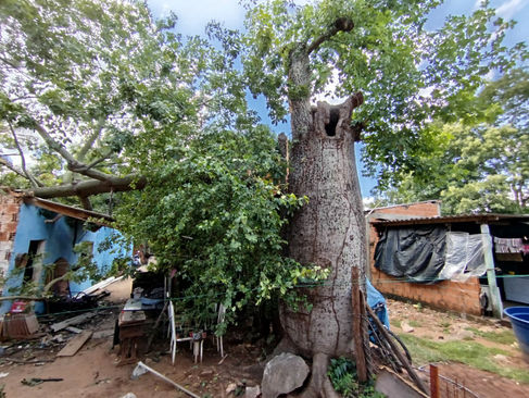 Árvore de grande porte cai sobre casa e mobiliza Bombeiros em Corumbá