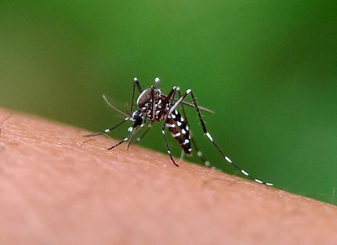 Chikungunya avança em Dourados e chega à 7ª morte confirmada