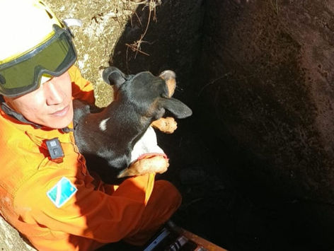 Cachorro é resgatado de galeria pluvial no bairro Dom Bosco em Corumbá