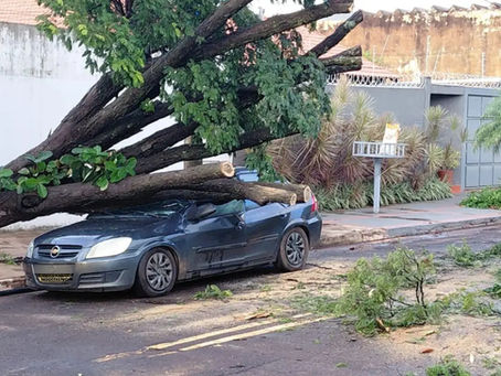 Queda de árvore danifica carro durante temporal em Campo Grande