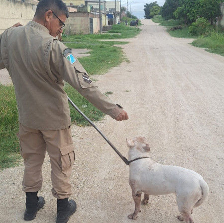 Militares atendem ocorrência e capturam cão | Corpo de Bombeiros Militar | Divulgação