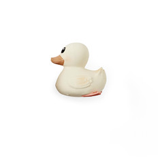 Canard Kawan Blanc