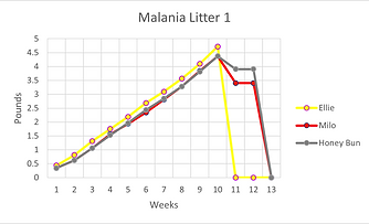 Malania Litter 1 weights.png