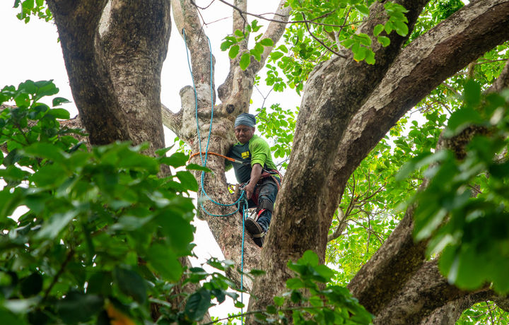 Roped-in Manley arborist climbing inside a large shade tree canopy.
