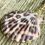 Thumbnail: Leopard Print Shell Pendant Necklace w Black Onyx, Dalmatian Japer + Agate Gemst