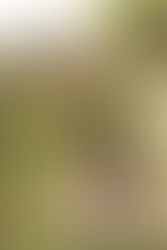 Engagement Photos in Woodbury Community area of Irvine with Cindy and Luke