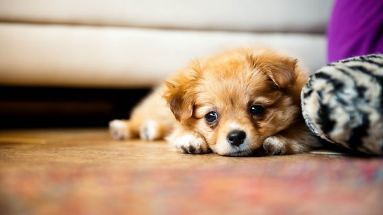 A puppy waiting for a visit from Downtown Dog Services