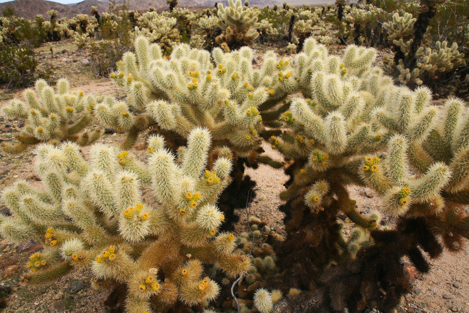 Cholla Cactus, Joshua Tree National Park