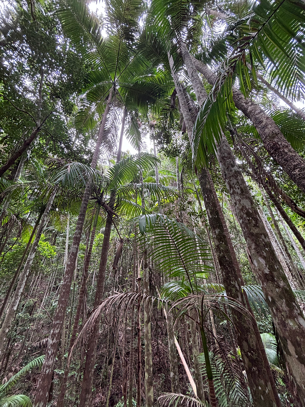 Bosque tropical en K’gari (Fraser Island), caminata Valley of the Giants con árboles centenarios en Australi