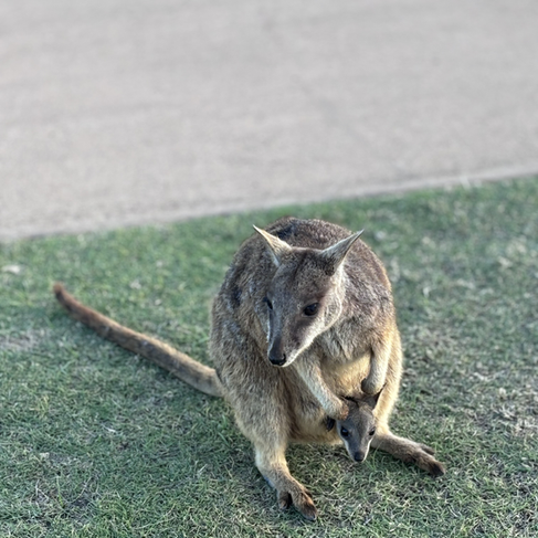 Wild wallaby in Nelly Bay, Magnetic Island