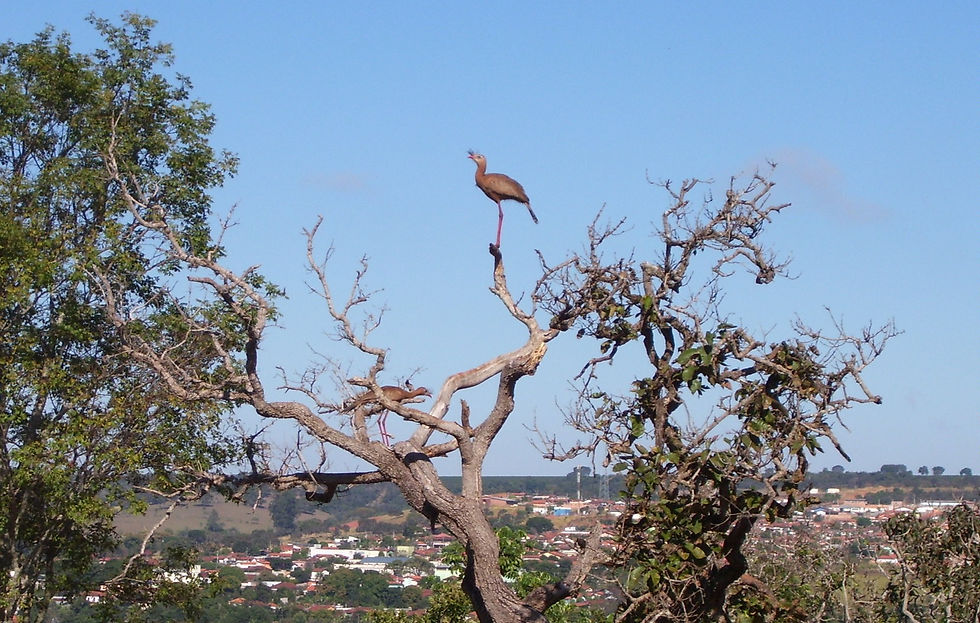 Ave e vista da cidade