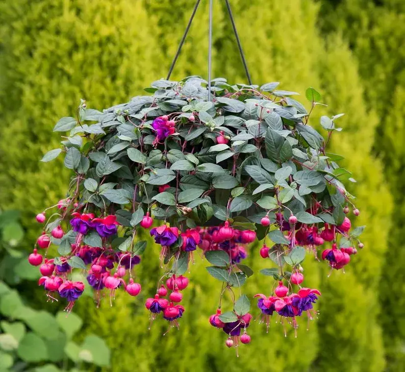 Wolf Pack Press - April 1, 2026